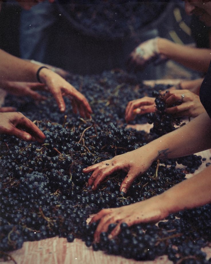 сбор винограда руками